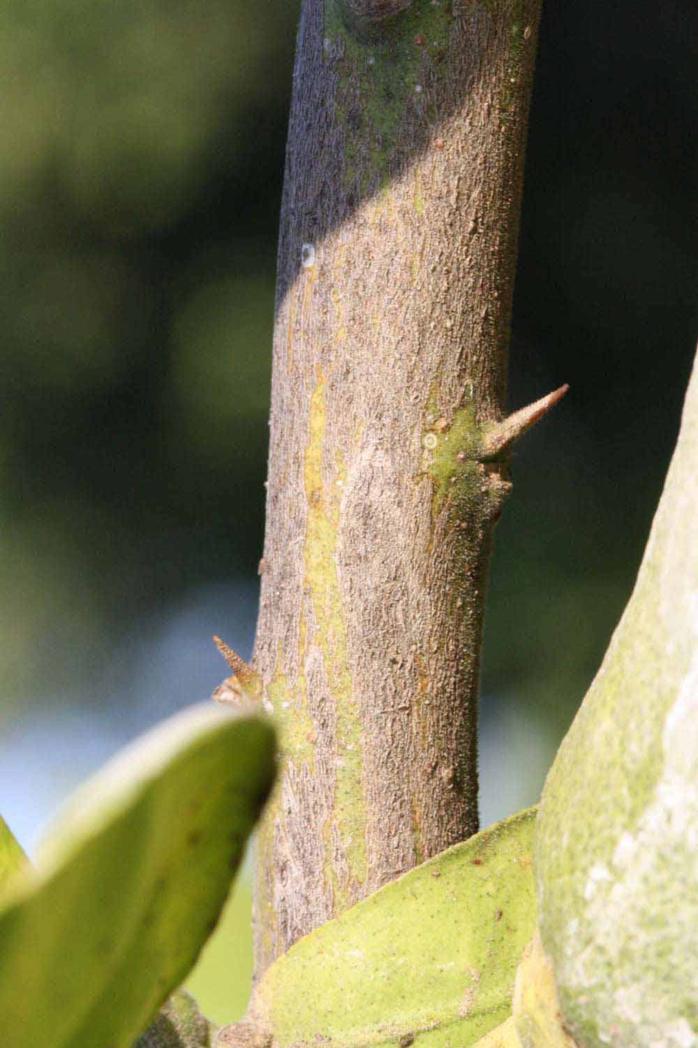              Second - third year twig (Riverside, CA)       